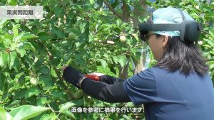 「スマートグラスを用いたリンゴ摘果技術の習得・補助システム」共同開発